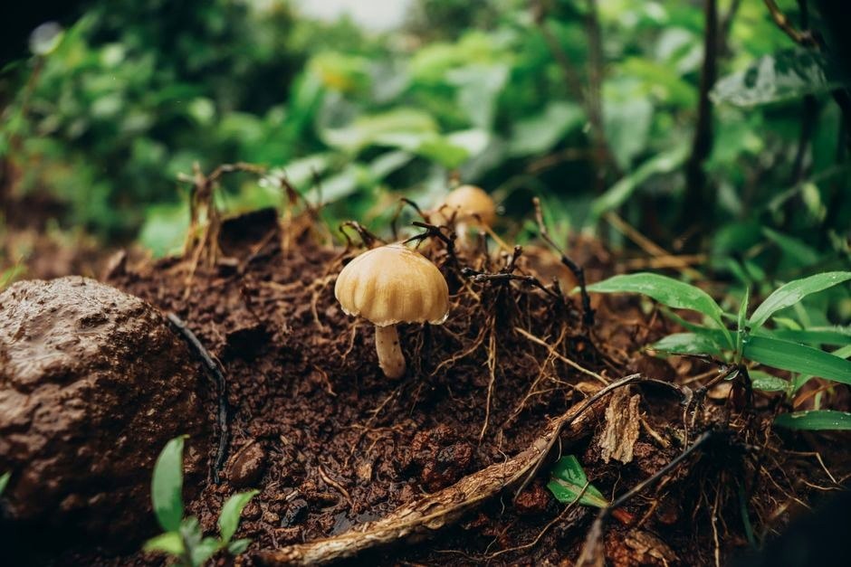 Mushrooms growing from a fallen woodland log.